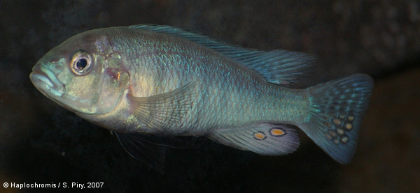 Neochromis omnicaeruleus   Seehausen & Bouton, 1998 jeune mâle