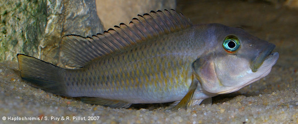 'Orthochromis' stormsi   (Boulenger, 1902) female