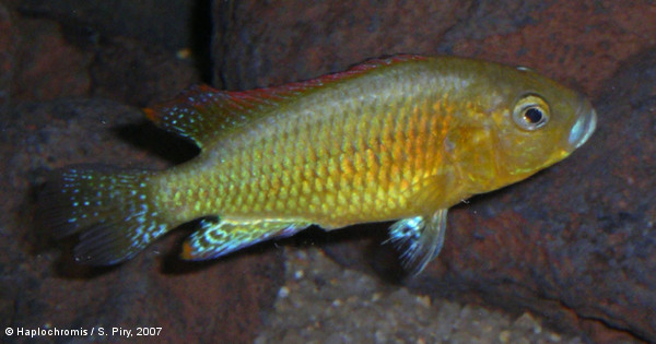 Pseudocrenilabrus multicolor ssp. victoriae   Seegers, 1990 mâle
