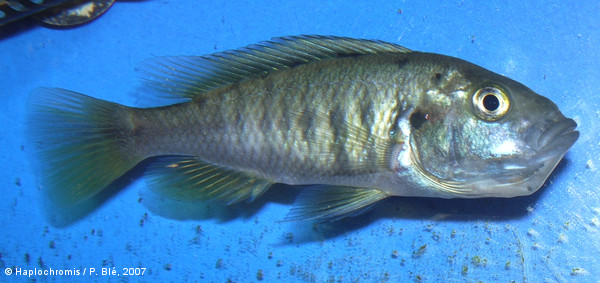 Pundamilia nyererei   (Witte-Maas & Witte, 1985) holding female