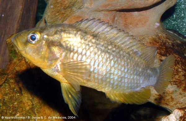 Astatoreochromis alluaudi   Pellegrin, 1904 femelle