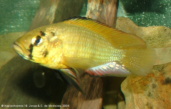 Astatoreochromis alluaudi   Pellegrin, 1904 mâle dominant