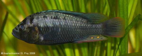 Haplochromis sp. Luvungi mâle