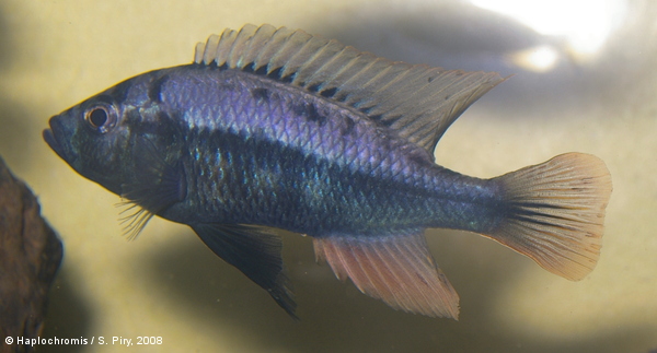 Haplochromis stappersii   Poll, 1943 male