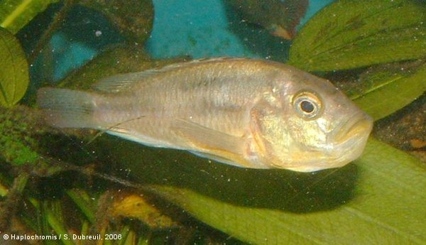 Haplochromis aeneocolor   Greenwood, 1973 femelle incubante
