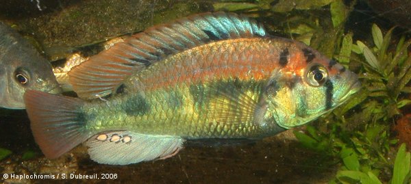 Haplochromis aeneocolor   Greenwood, 1973 mâle