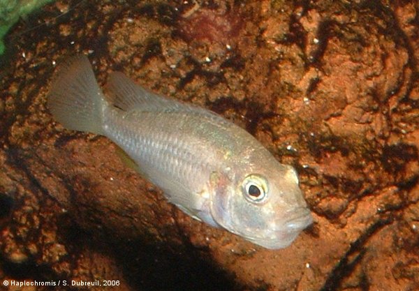 Haplochromis burtoni   (Günther, 1894) young holding female