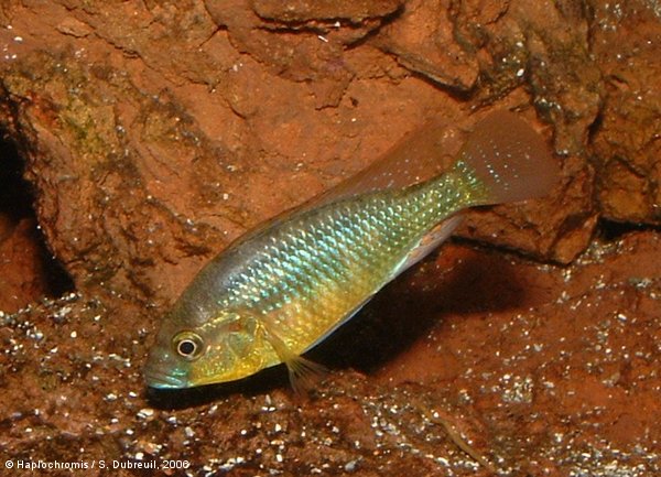 Haplochromis burtoni   (Günther, 1894) jeune mâle