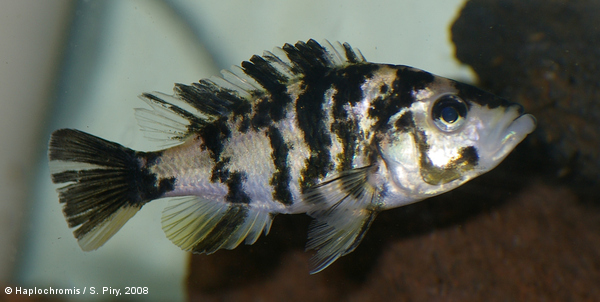 Haplochromis chilotes   (Boulenger, 1911) female