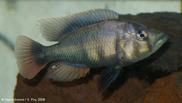 Haplochromis chilotes   (Boulenger, 1911) male