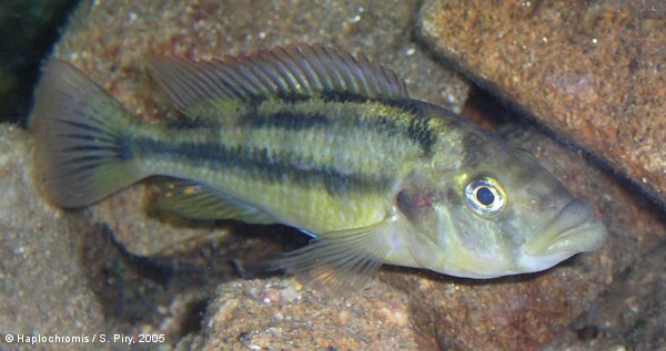 Haplochromis chilotes   (Boulenger, 1911) female