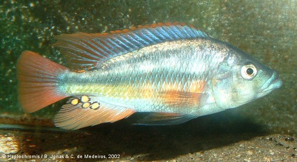 Haplochromis chilotes   (Boulenger, 1911) male