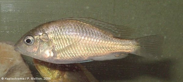 Haplochromis ishmaeli   Boulenger, 1906 male