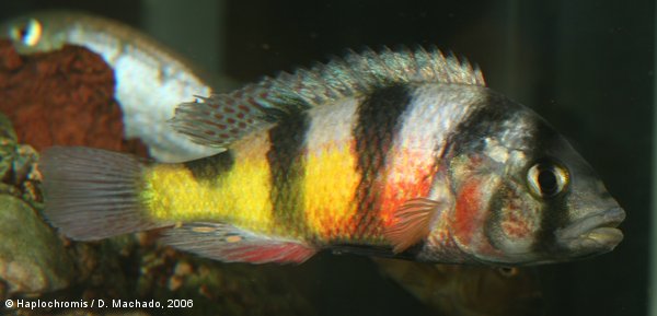 Haplochromis latifasciatus   Regan, 1929 male