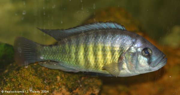 Haplochromis melanopterus Trewavas, 1928 mâle