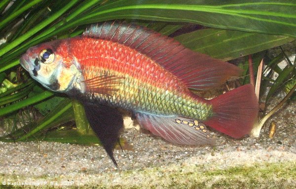 Haplochromis nuchisquamulatus   (Hilgendorf, 1888) male