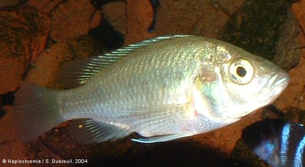 Haplochromis nuchisquamulatus   (Hilgendorf, 1888) female