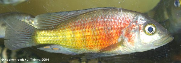 Haplochromis parvidens   (Boulenger, 1911) male