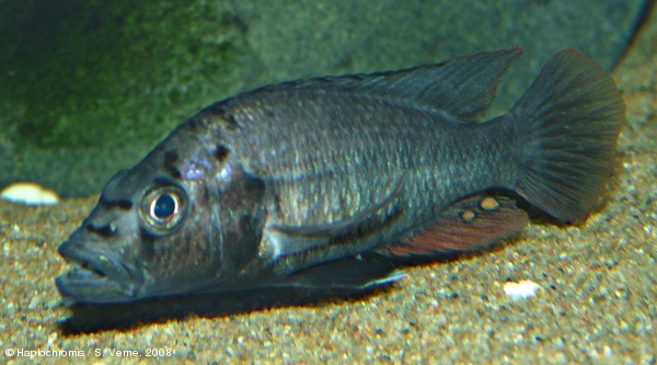 Haplochromis perrieri   (Pellegrin, 1909) mâle
