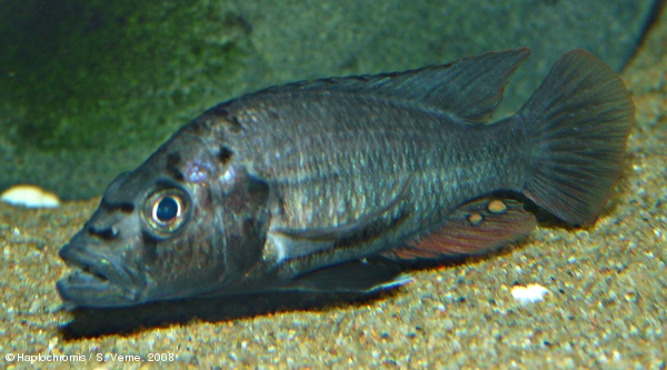 Haplochromis perrieri   (Pellegrin, 1909) male