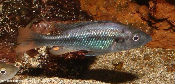 Haplochromis piceatus   Greenwood & Gee, 1969 male