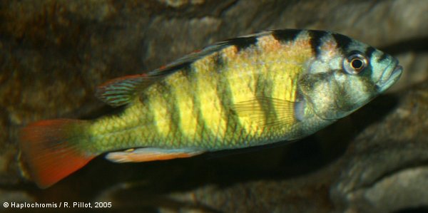 Haplochromis sp. 44 mâle