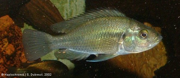 Haplochromis sp. all red Kyoga & Nawampassa female