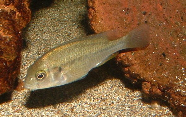 Haplochromis sp. hippo point salmon femelle