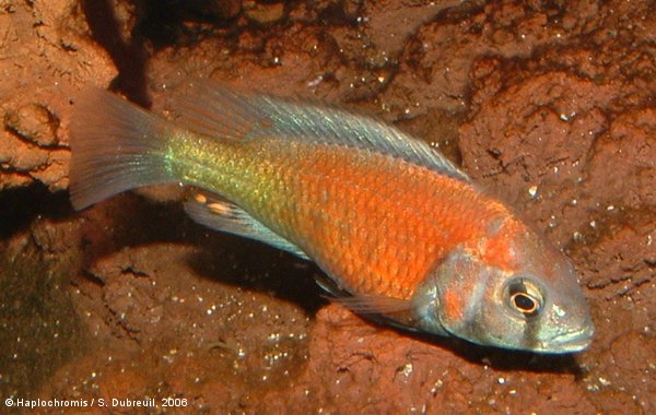 Haplochromis sp. hippo point salmon mâle