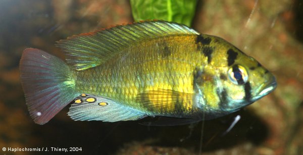Haplochromis sp. kenya gold mâle