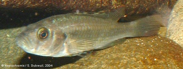 Haplochromis sp. Matumbi hunter femelle