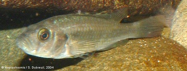 Haplochromis sp. Matumbi hunter female