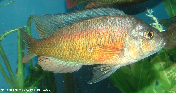 Haplochromis sp. Migori mâle