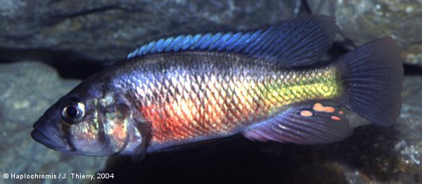 Haplochromis sp. orange rock hunter male