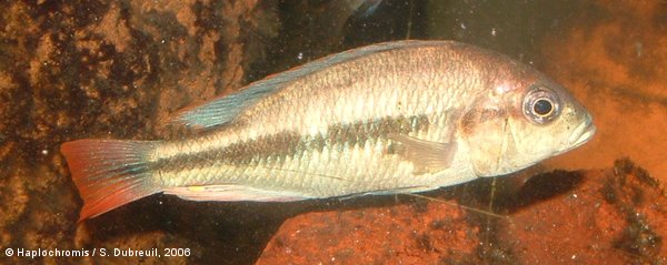 Haplochromis sp. red tail sheller male