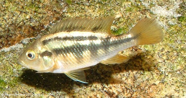 Haplochromis sauvagei   (Pfeffer, 1896) femelle