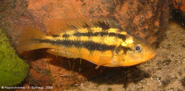 Haplochromis sauvagei   (Pfeffer, 1896) female