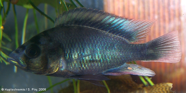 Haplochromis sp. fine bar scraper jeune mâle