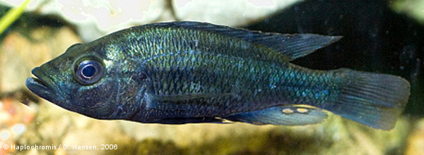 Haplochromis sp. golden duck male