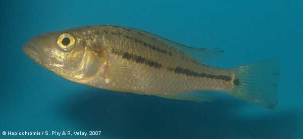 Haplochromis vittatus   (Boulenger, 1901) juvénile