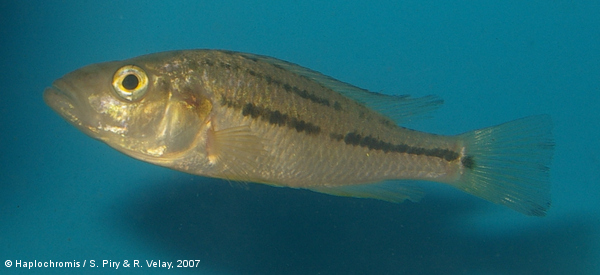 Haplochromis vittatus   (Boulenger, 1901) young