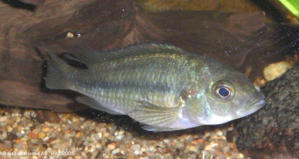 Haplochromis xenognathus   Greenwood, 1957 female