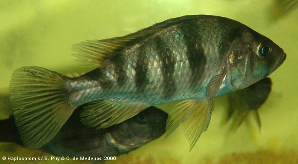 Mbipia lutea   Seehausen & Bouton, 1998 female