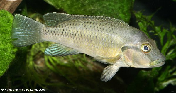 'Orthochromis' stormsi   (Boulenger, 1902) male