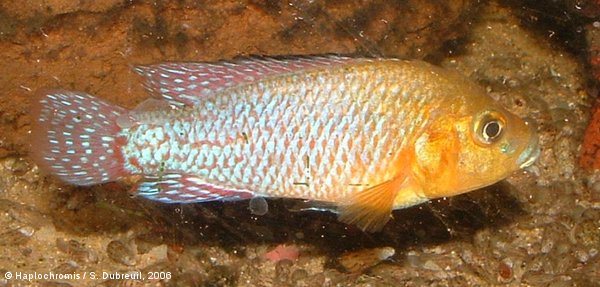 Pseudocrenilabrus nicholsi   (Pellegrin, 1928) male