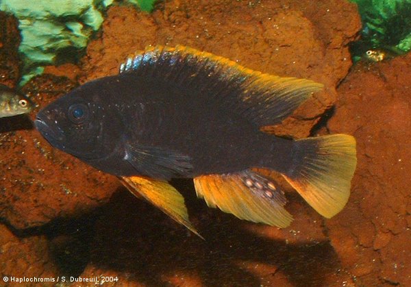 Pundamilia igneopinnis   Seehausen & Lippitsch, 1998 male