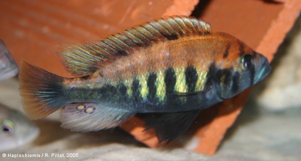 Pundamilia nyererei   (Witte-Maas & Witte, 1985) male