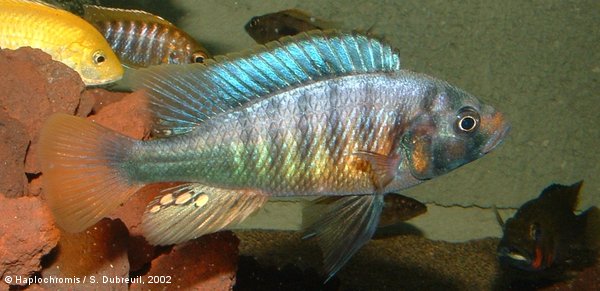 Pundamilia sp. crimson tide male
