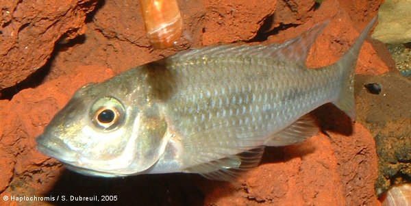 Thoracochromis buysi   (Penrith, 1970) femelle incubante