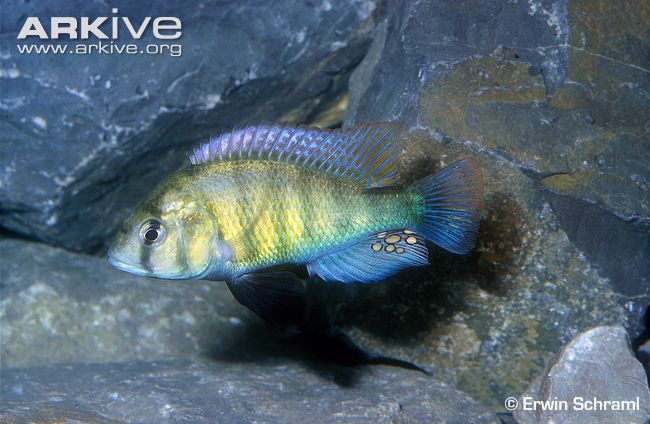 Haplochromis-ishmaeli-male.jpg